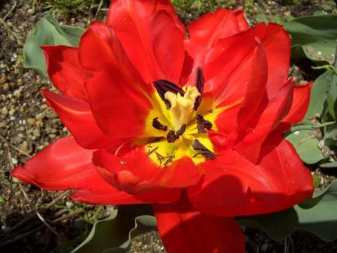 yelloewrwerw-7-8 (378) - Flowers