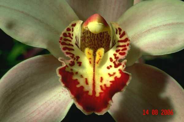 yelloewrwerw-7-8 (384) - Flowers