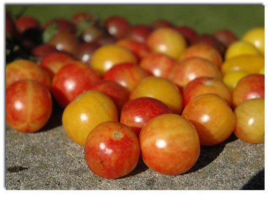Bi-Color Cherry - ROSII seminte