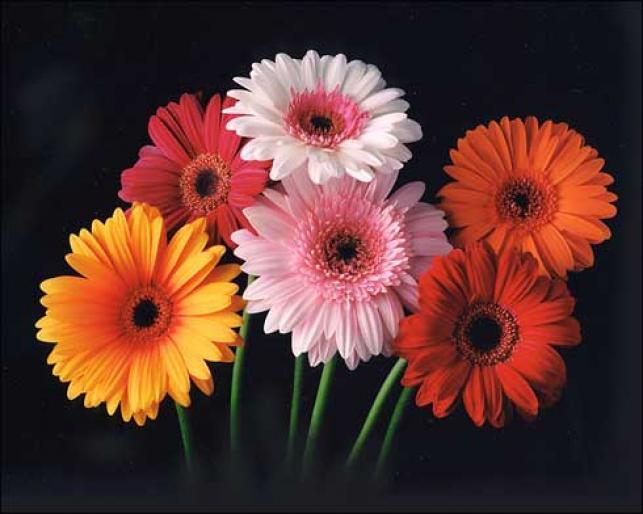 yelloewrwerw-7-8 (407) - Flowers