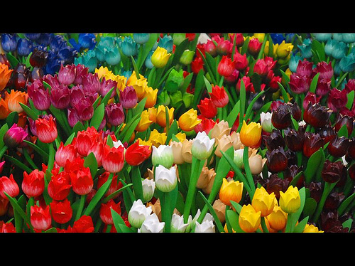 yelloewrwerw-7-8 (432) - Flowers