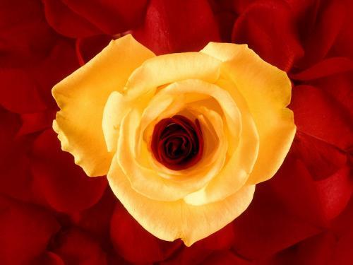 yelloewrwerw-7-8 (467) - Flowers