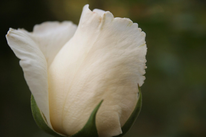 yelloewrwerw-7-8 (494)