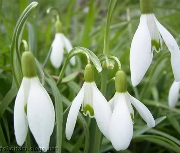 yelloewrwerw-7-8 (11) - Flowers