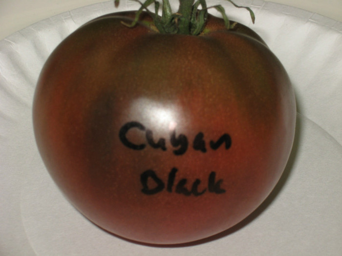 Black Cuban - ROSII seminte