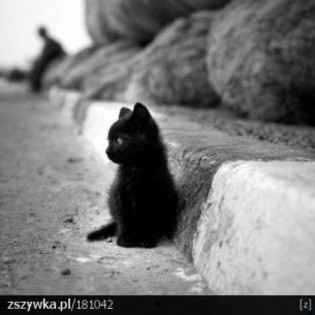 2012_08_black-cat-13c625c78-540172-305-305
