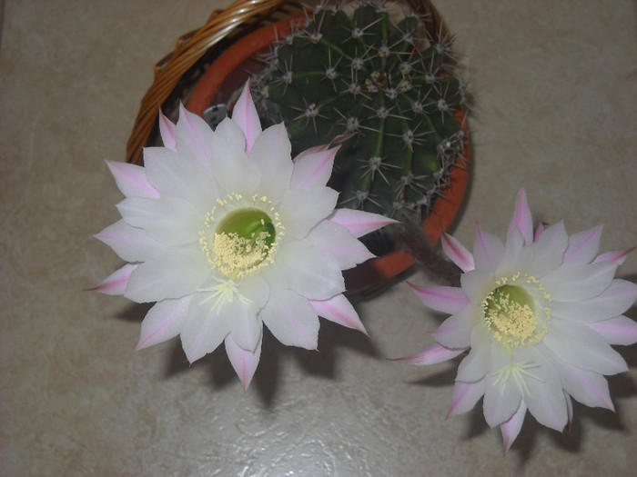 8-9 -lea floare anul acesta>2012