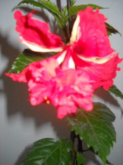 010 - HIBISCUS - 2012