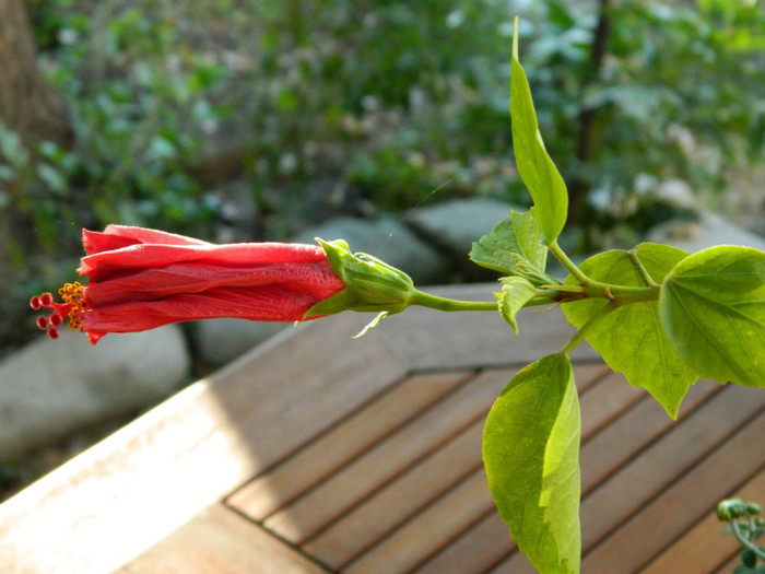 a inflorit ...singur acasa...