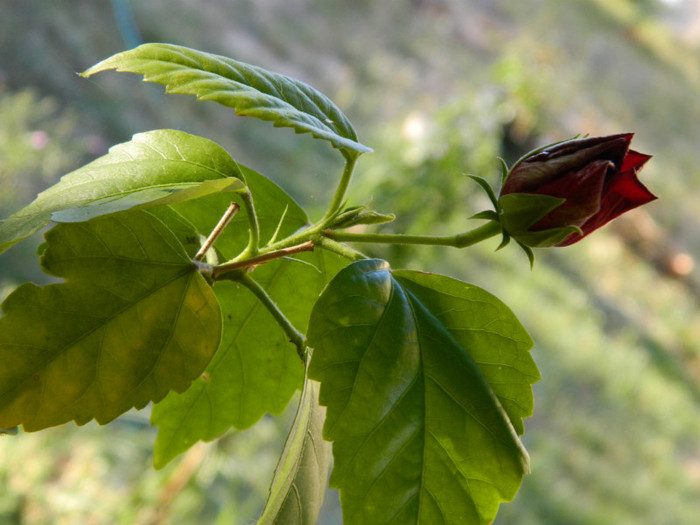 poate il vad pe-asta inflorit...