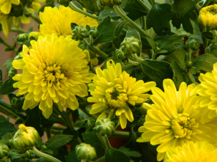 049 - 9_SEPTEMBRIE