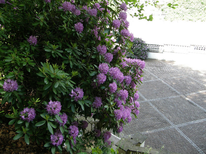 P6038380 - Rhododendron heaven 2012