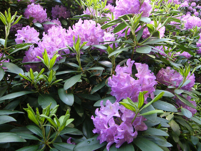 P6038381 - Rhododendron heaven 2012