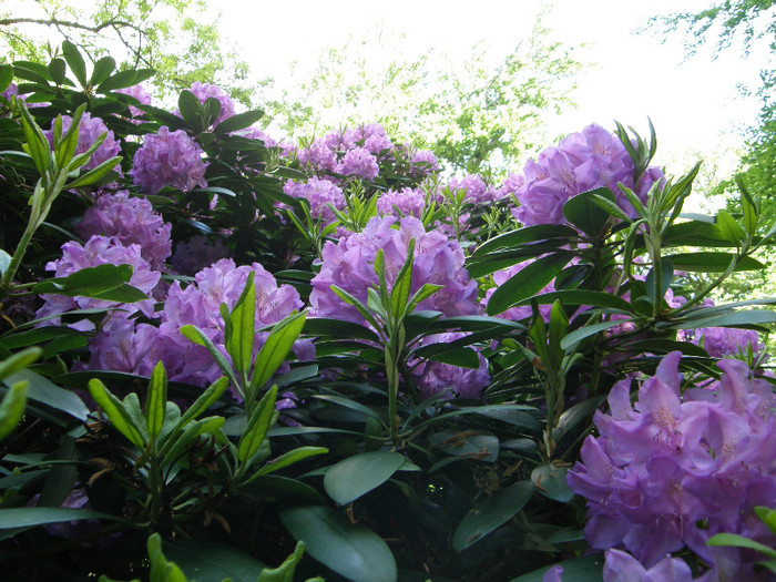 P6038382 - Rhododendron heaven 2012