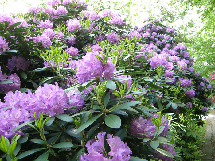 P6038383 - Rhododendron heaven 2012