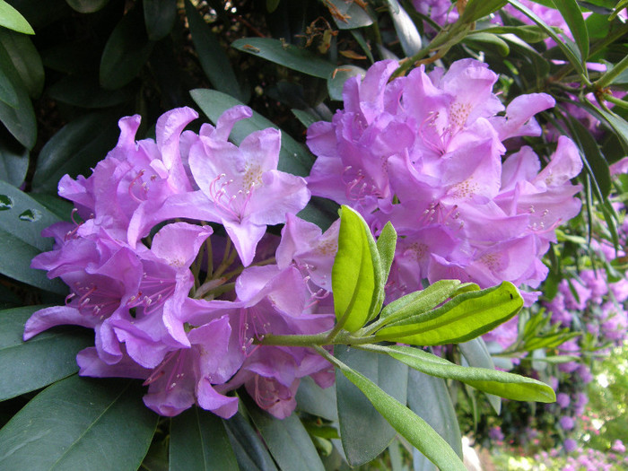 P6038384 - Rhododendron heaven 2012