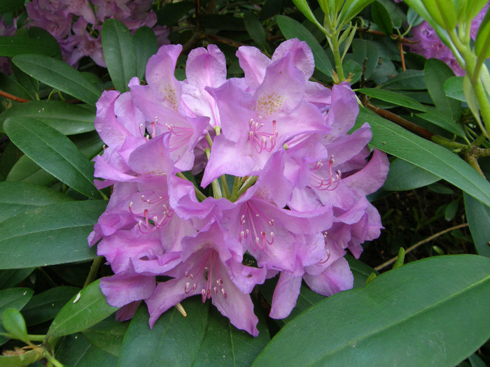 P6038386 - Rhododendron heaven 2012