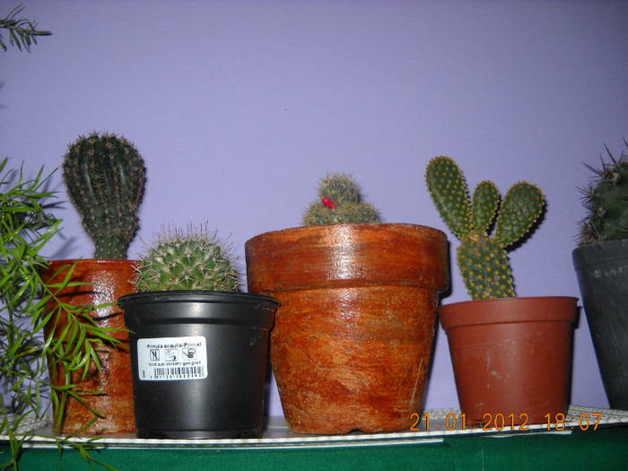 cactusi - flori