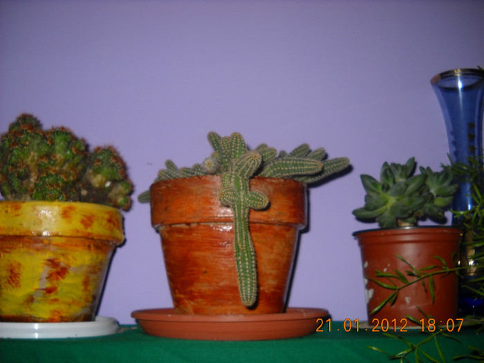 cactusi - flori