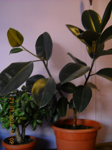 ficus mic - flori