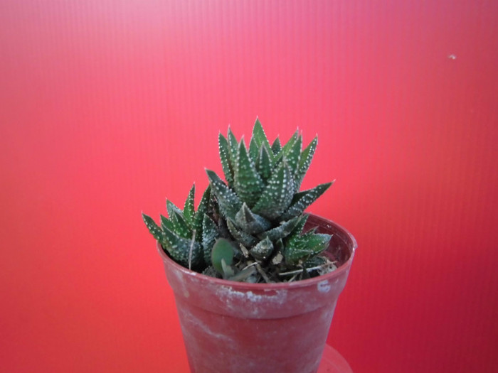 Haworthia reinwardtii