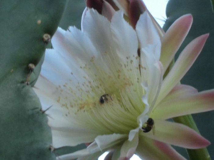 CIMG0485 - Flori de cactus