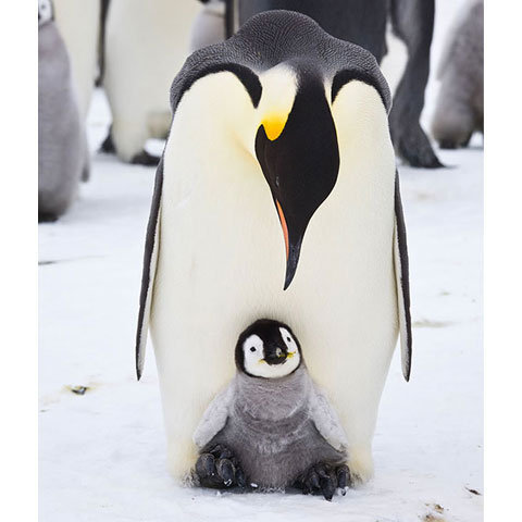 1.Pinguinul Imperial♥regele neajutorat - xxo_LUMEA ANIMALELOR_xxo