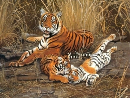 5.Tigrul♥Marele dungat - xxo_LUMEA ANIMALELOR_xxo