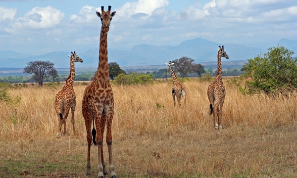 5.Girafa♥Stapana peste inaltimi - xxo_LUMEA ANIMALELOR_xxo