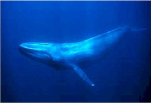6.Balena♥uriasa adancurilor - xxo_LUMEA ANIMALELOR_xxo