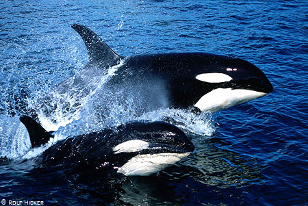 6.Orca♥balena pictata - xxo_LUMEA ANIMALELOR_xxo