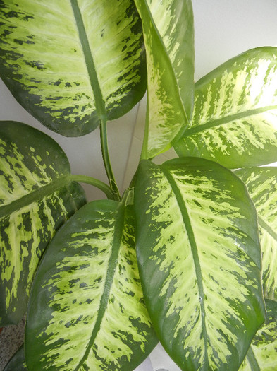 Dieffenbachia Tropic Snow (2012, Sep.07)