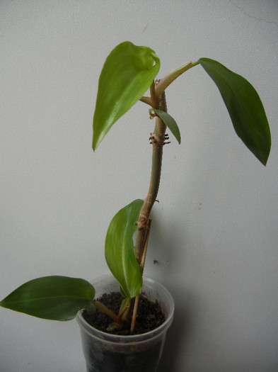 Philodendron erubescens (2012, Sep.07) - Philodendron erubescens