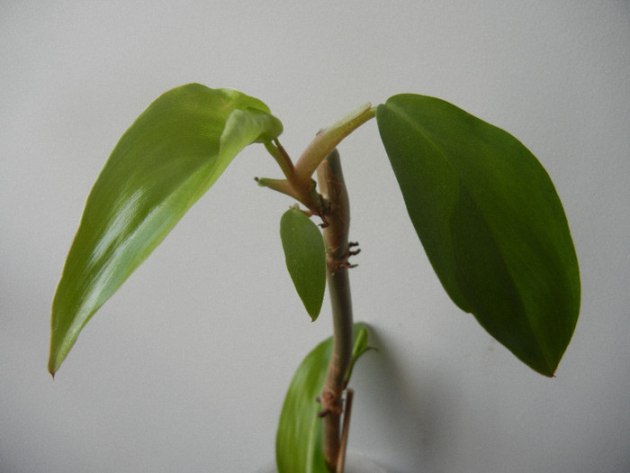 Philodendron erubescens (2012, Sep.07)