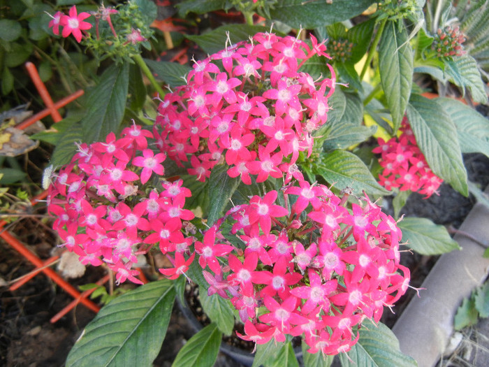 Pentas Graffiti Bright Red (2012, Sep.01) - Pentas Graffiti Red Bright