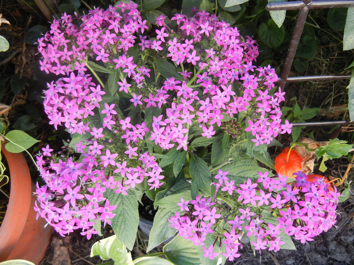 Pentas Graffiti Violet (2012, Sep.01) - Pentas Graffiti Violet