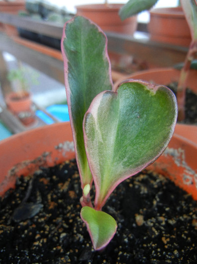 Red-edged Peperomia (2012, Sep.02) - Peperomia clusiifolia