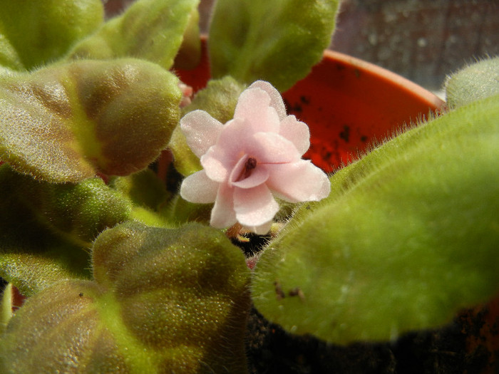 Pink African Violet (2012, September 07) - Saintpaulia Pink