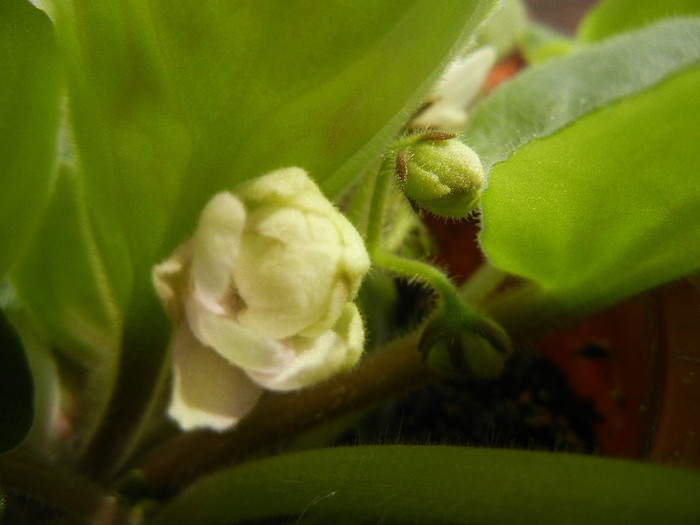 Semi-Double White Violet (2012, Sep.07) - Saintpaulia White Semi D