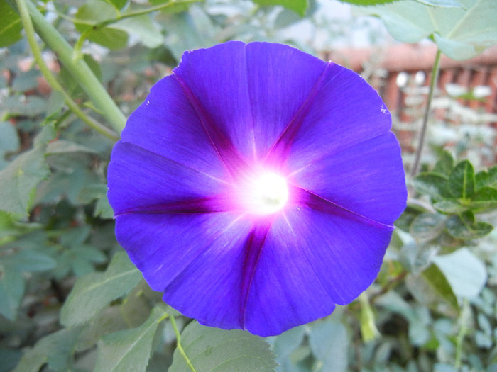 Morning Glory_Ipomoea (2012, Sep.03)