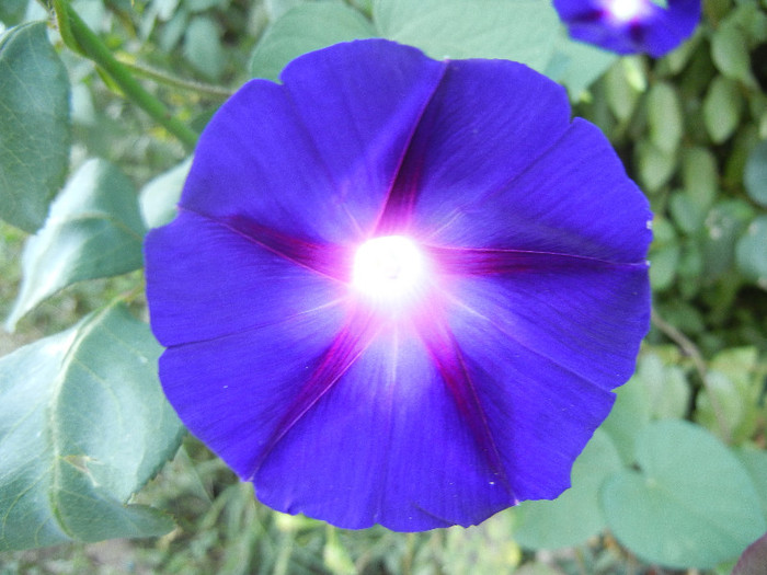 Morning Glory_Ipomoea (2012, Sep.09)