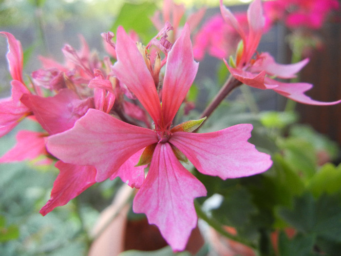 Pink Stellar Geranium (2012, Sep.06) - Geranium Stellar Pink