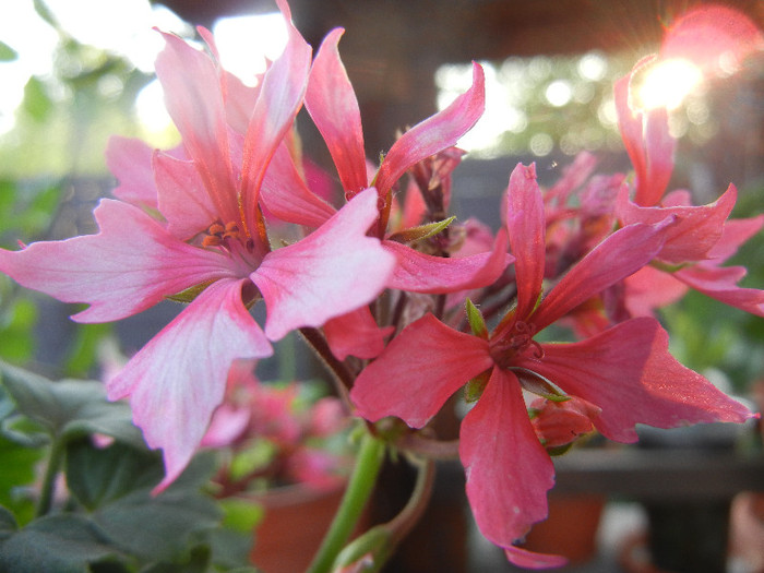 Pink Stellar Geranium (2012, Sep.06) - Geranium Stellar Pink