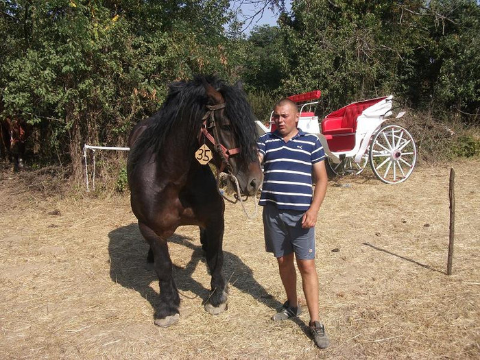 murgu...armasar; 7ani de vanzare....0755941923
