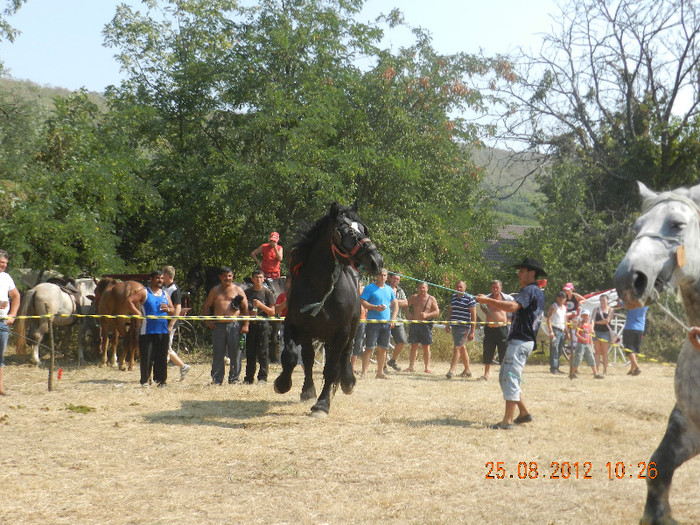 DSCN1779 - expozitia de cai tauteu bihor 2012