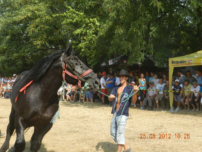 DSCN1782 - expozitia de cai tauteu bihor 2012