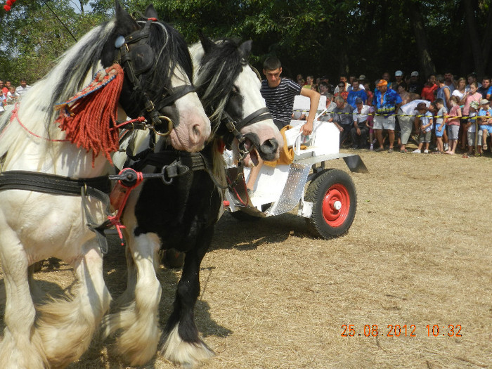 DSCN1799 - expozitia de cai tauteu bihor 2012