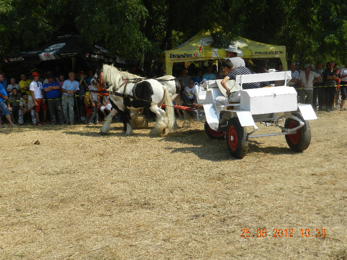 DSCN1801 - expozitia de cai tauteu bihor 2012