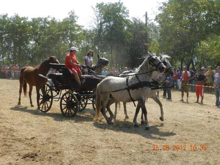 DSCN1804 - expozitia de cai tauteu bihor 2012
