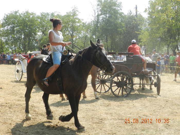 DSCN1806 - expozitia de cai tauteu bihor 2012